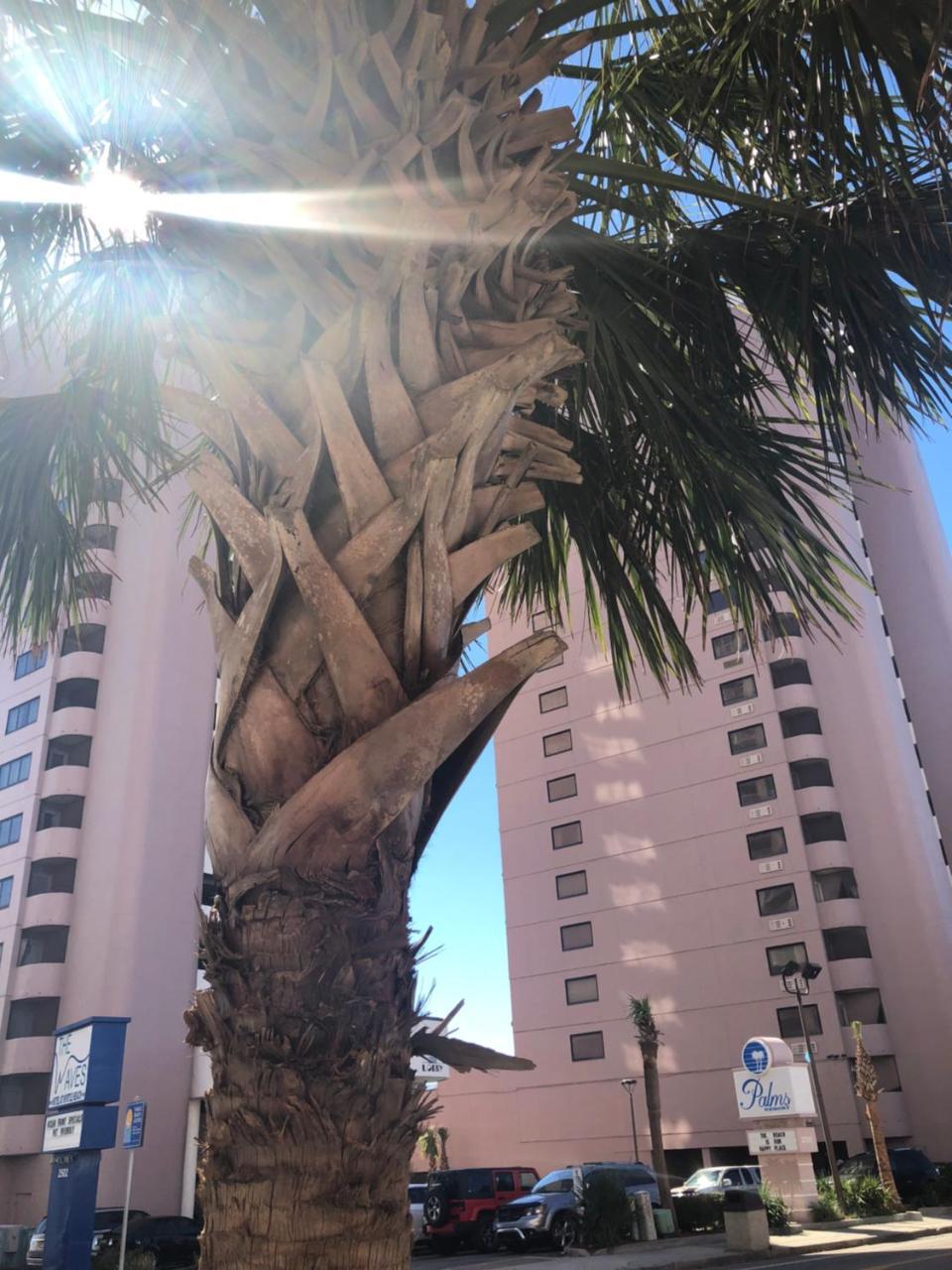 Palms Resort Myrtle Beach Dış mekan fotoğraf